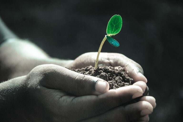 hands, macro, plant, soil, grow, nature, life, gray life, gray plant, gray plants, plant, plant, soil, soil, grow, life, life, life, life, life