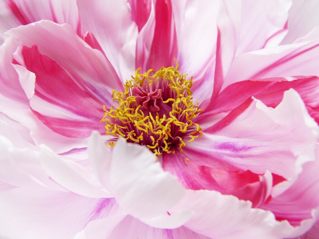 peony, paeonie, blossom, bloom, close up, pink, beauty, bloom, nature, tender, essential oils, fragrance, aromatherapy, wellness, to dye, garden, color therapy, stamens, inner, soul, environmental protection, natural reserve, delicacy, mindfulness, self-love, macro, self-love, self-love, self-love, self-love, self-love