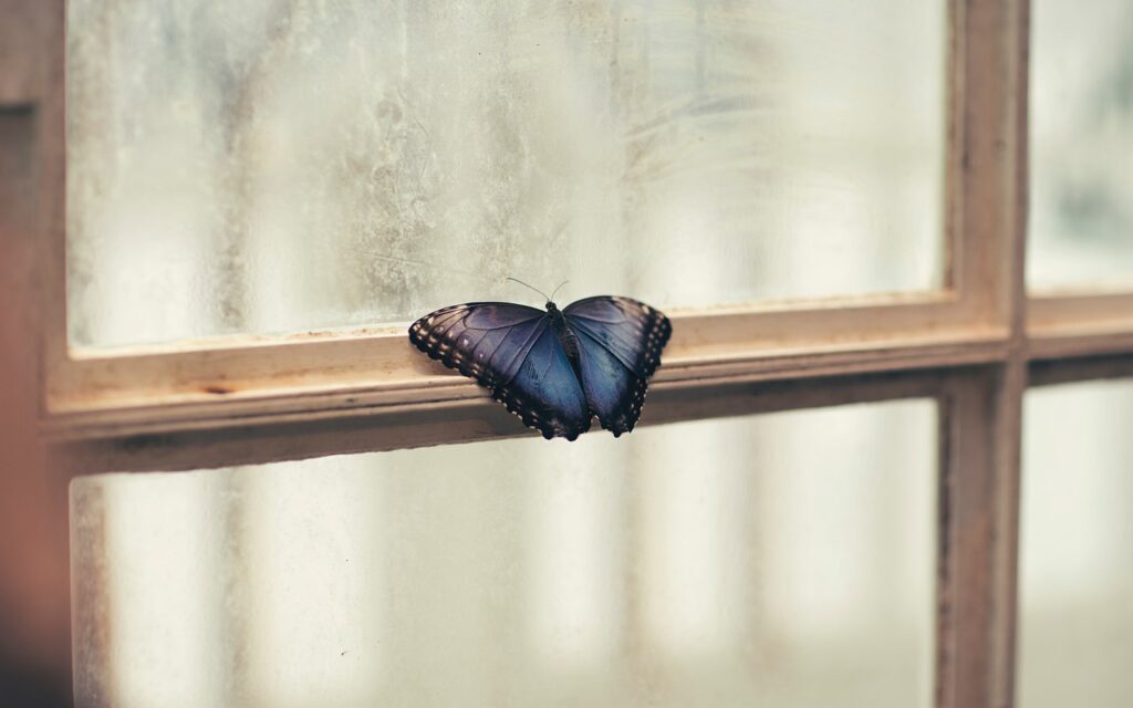 window, nature, shield, glass, indoor, interior, butterfly, insect, animal, shield, shield, shield, shield, shield