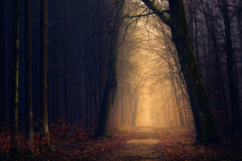 wood, forest, light, tree, darkness, secret, the shade, mystical, hazy, haze, nature, path, mysterious, the atmosphere, mood, dark, branches, wood, forest, forest, forest, forest, light, tree, darkness, darkness, path, dark, dark, dark, dark, dark